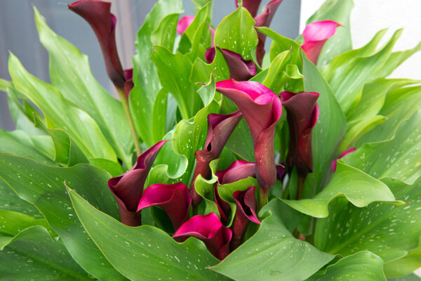 Fiori di calla nel giardino dell’affittacamere Il Nido del Falco a Montefalco