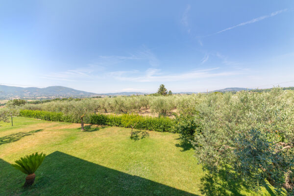 Prato e ulivi del Nido del Falco con vista sulla campagna di Montefalco