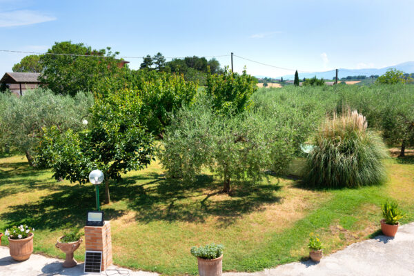 Giardino con ulivi visto dalla terrazza del Nido del Falco a Montefalco